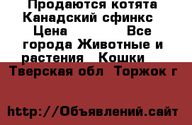 Продаются котята Канадский сфинкс › Цена ­ 15 000 - Все города Животные и растения » Кошки   . Тверская обл.,Торжок г.